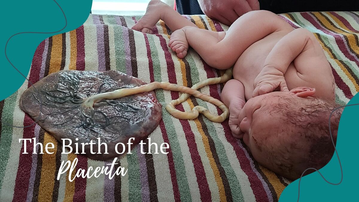 All about the placenta and umbilical cord - Today's Parent